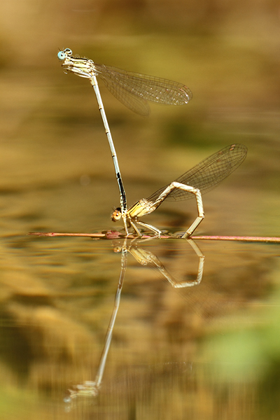 Witte breedscheenjuffer - Platycnemis latipes