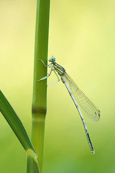 Witte breedscheenjuffer - Platycnemis latipes