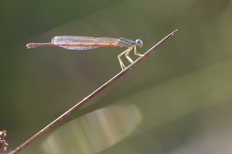 Witte breedscheenjuffer - Platycnemis latipes