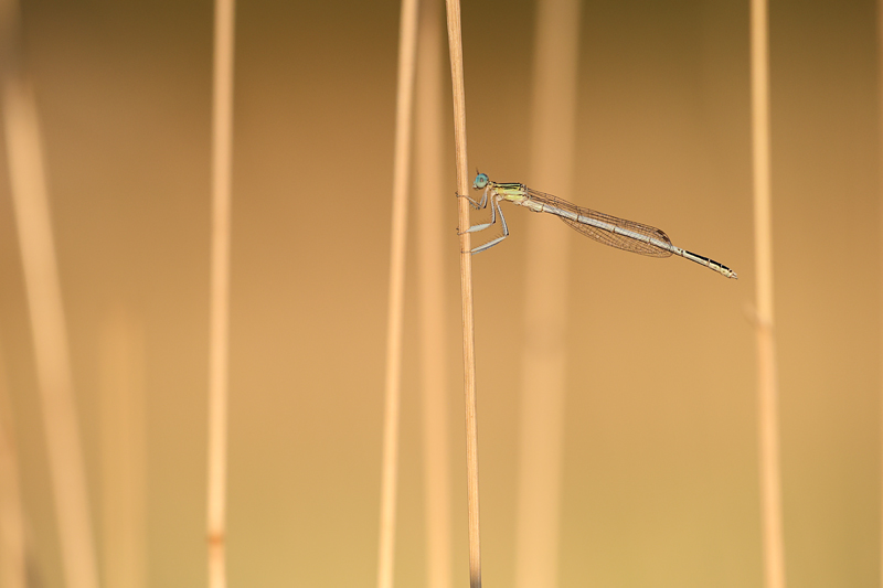 Witte breedscheenjuffer - Platycnemis latipes