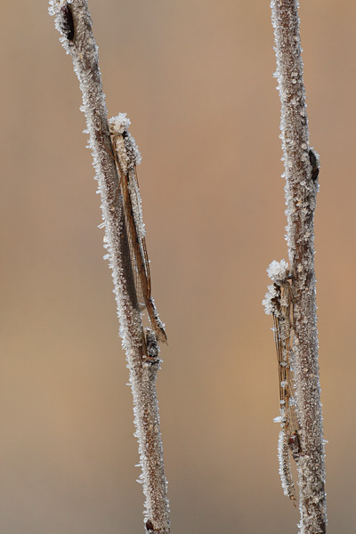 Bruine winterjuffer - Sympecma fusca