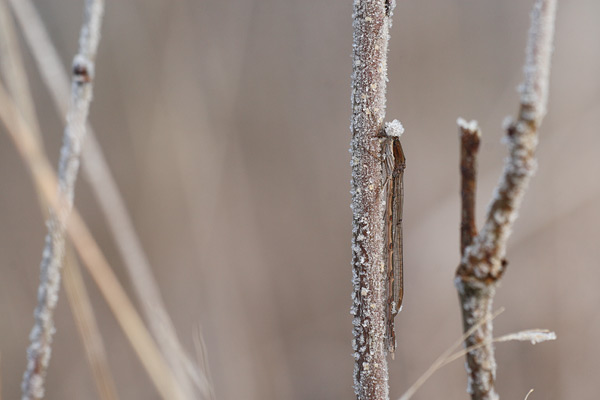 Bruine winterjuffer - Sympecma fusca