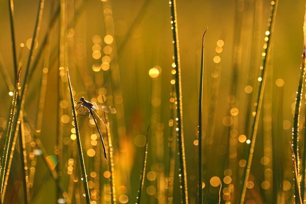 Gewone pantserjuffer - Lestes sponsa