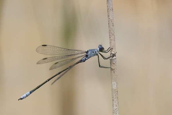 Grote pantserjuffer - Lestes macrostigma