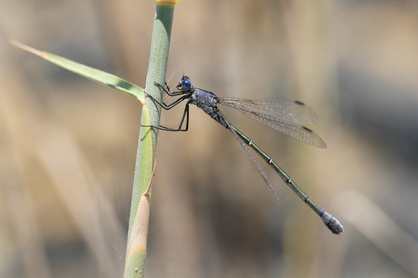 Grote pantserjuffer - Lestes macrostigma