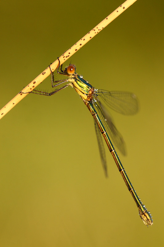 Houtpantserjuffer - Lestes viridis