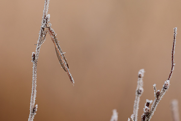 Noordse winterjuffer - Sympecma paedisca