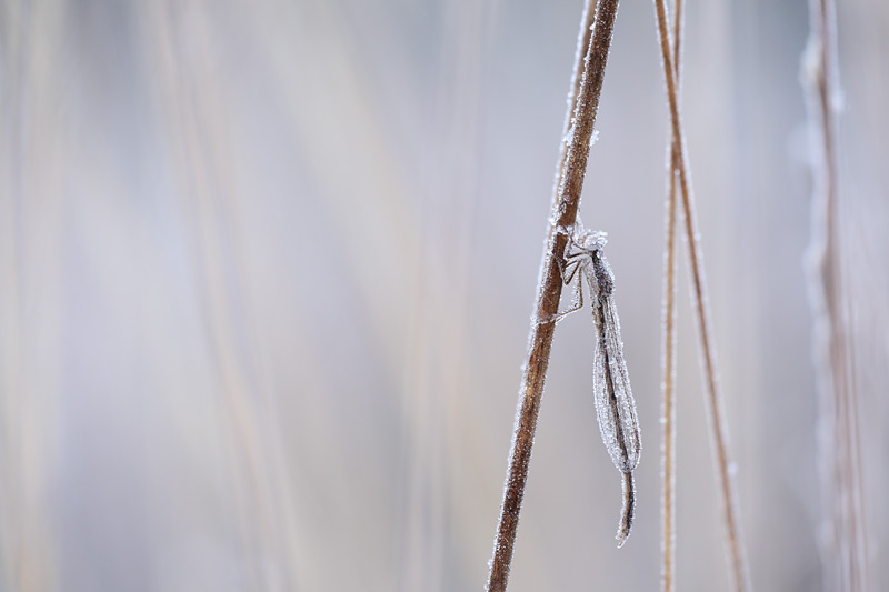 Noordse winterjuffer - Sympecma paedisca