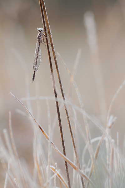 Noordse winterjuffer – Sympecma paedisca