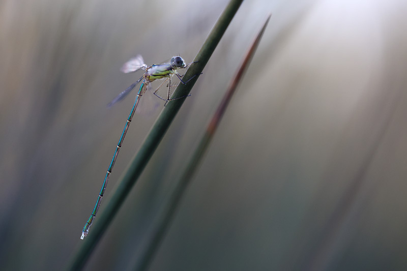 Oostelijke houtpantserjuffer - Lestes parvidens