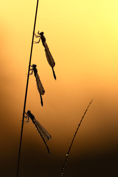 Tengere pantserjuffer - Lestes virens