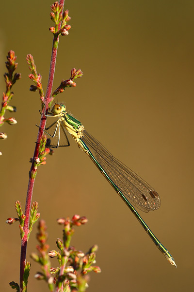 Tengere pantserjuffer - Lestes virens