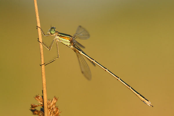 Zwervende pantserjuffer - Lestes barbarus