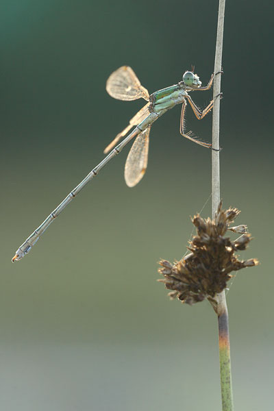 Zwervende pantserjuffer - Lestes barbarus