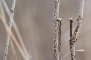 Bruine winterjuffer - Sympecma fusca