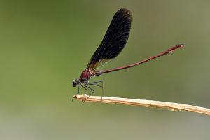 Koperen beekjuffer - Calopteryx haemorrhoidalis