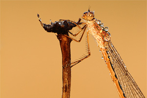 Noordse winterjuffer - Sympecma paedisca