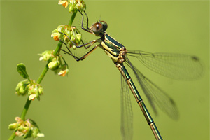 Oostelijke houtpantserjuffer - Lestes parvidens