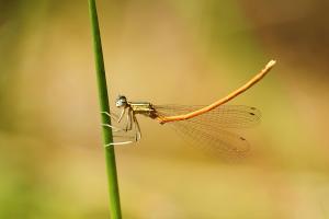 Oranje breedscheenjuffer - Platycnemis acutipennis