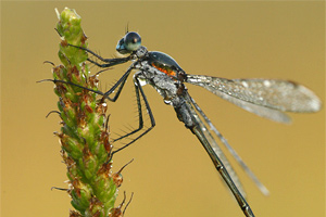 Tangpantserjuffer - Lestes dryas