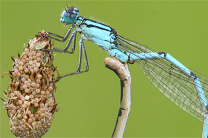 Watersnuffel - Enallagma cyathigerum