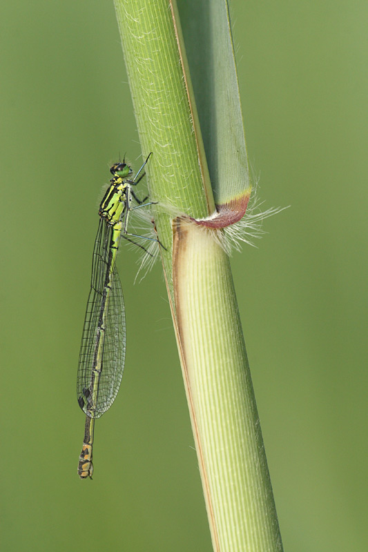 Variabele waterjuffer - Coenagrion pulchellum
