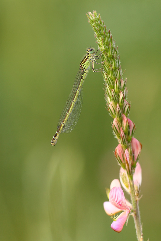 Vogelwaterjuffer - Coenagrion ornatum