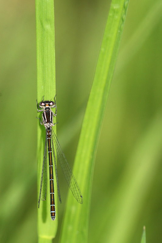 Vogelwaterjuffer - Coenagrion ornatum