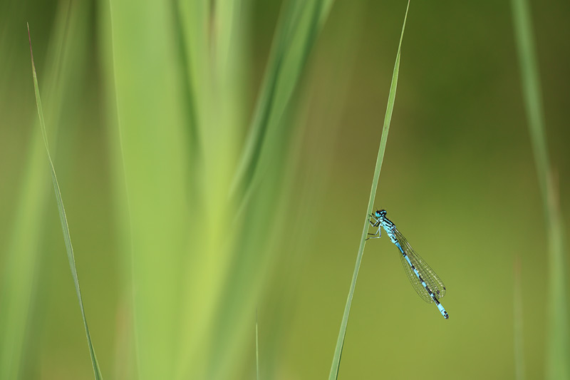 Vogelwaterjuffer - Coenagrion ornatum