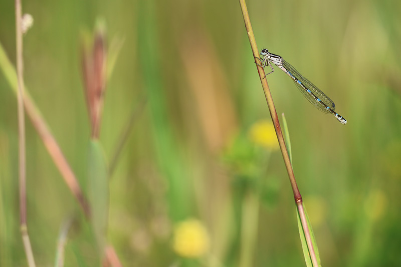 Vogelwaterjuffer - Coenagrion ornatum