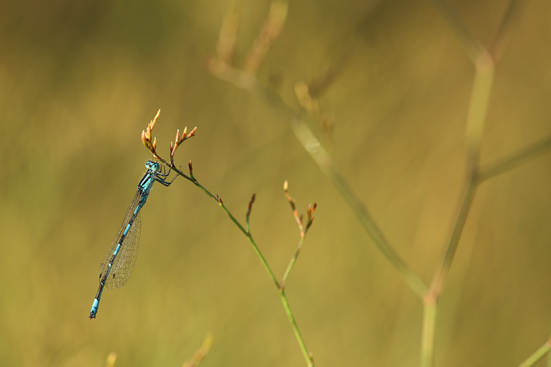 Zuidelijke waterjuffer - Coenagrion caerulescens